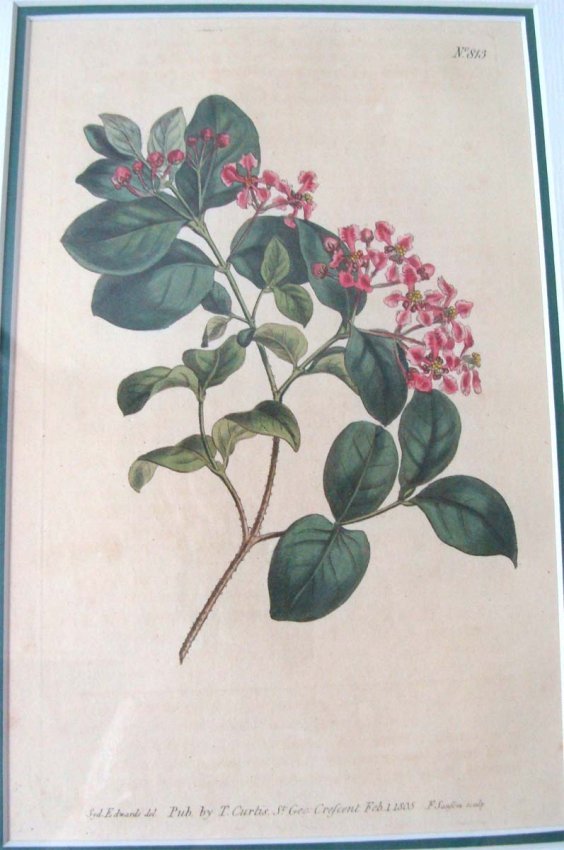 Antique Copper Plate Etching Wildflower 1807 Wm Curtis: Hand Colored, Framed, Dimensions: Frame: 15.5" by 13" Image: 8.25" by 5.25" KBK10W6