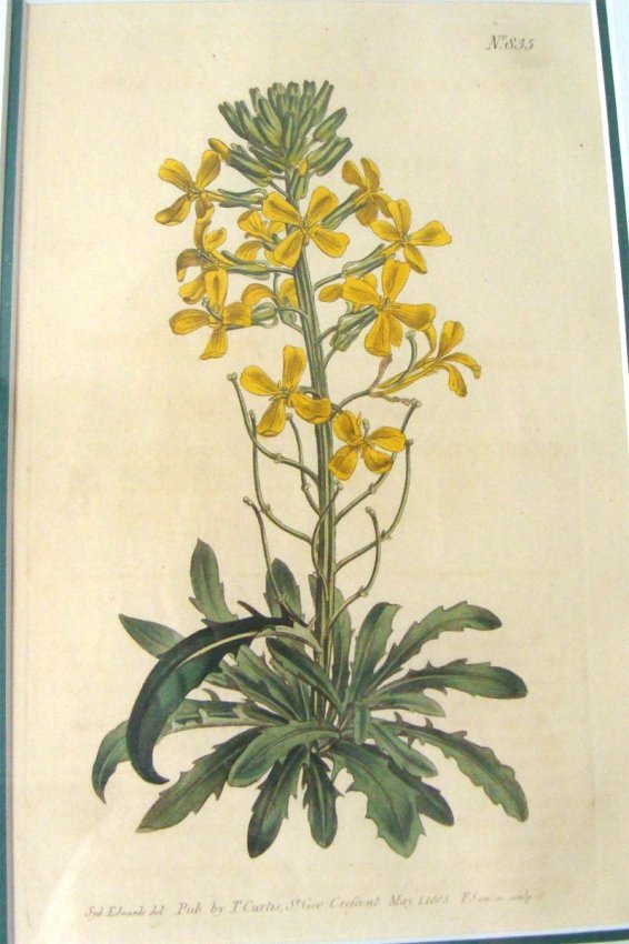 Antique Copper Plate Etching Wildflower 1807 Wm Curtis: Hand Colored, Framed, Dimensions: Frame: 15.5" by 13" Image: 8.25" by 5.25" KBK10W4