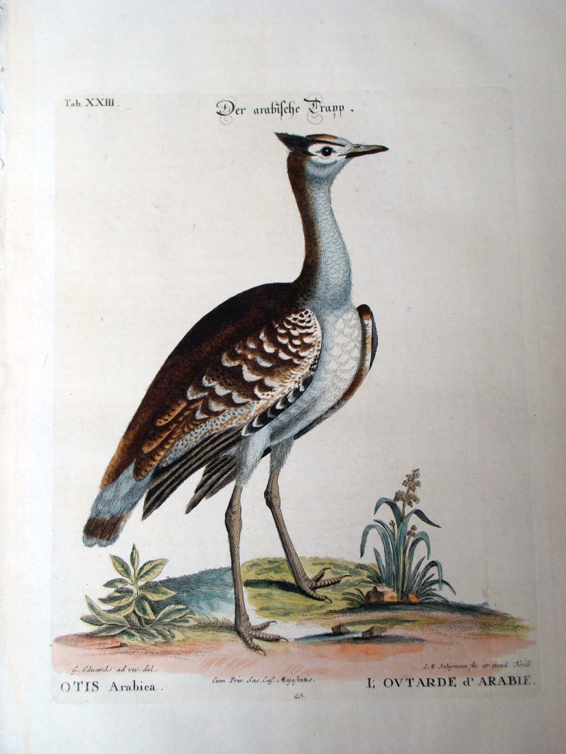 Edwards Hand Colored Engraving 1770 Arabian Bustard: A very fine. wide-margined, hand colored copper engraving from the very rare Dutch edition of Seligmann's Edwards' and Catesby's natural history prints Seligmann, J. M. et al Verzameling van uitlandsc