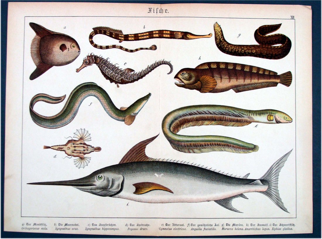 German Natural History 1860 Fish & Eels Hand Colored: Engraving, Dimensions 12.5" by 17" 17-14