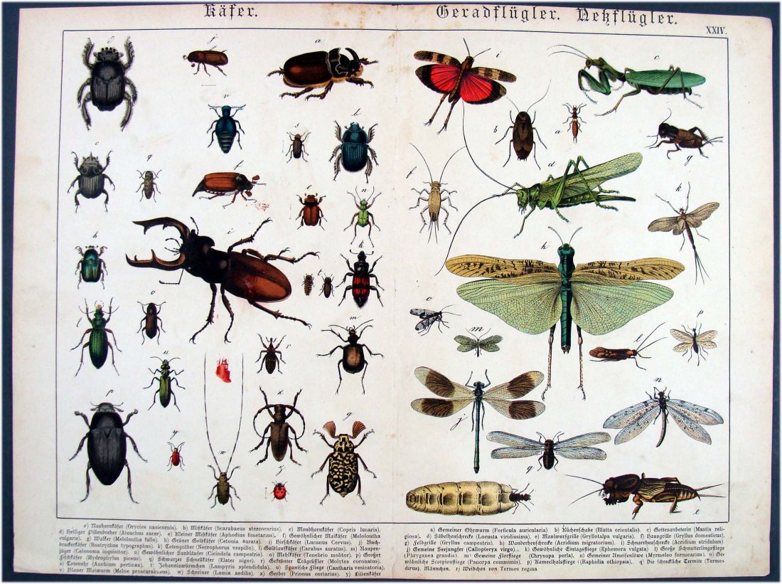 German Natural History 1860 Beetles & Insect Hand Color: Engraving, Dimensions 12.5" by 17" 17-10