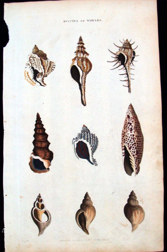 Hand Color Copper Plate Etchings Seashells Study 1787: Dimensions 14.5" by 9" Plate XXII BK2W44