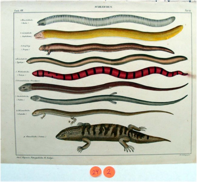 1843 Hand Colored Litho Natural History Eels Salamander: Large German hand Colored Lithograph, from: Oken's Allgemeine Naturgeschichte V. Zoologie, Paper Dimensions: 11" by 13.5" 24-2