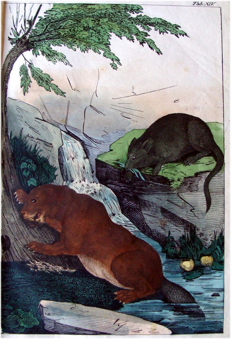 Hand Colored 1795 Engraving Beaver and Water rat: A hand colored c1795 engraving from a fragment of the serial publication : Bertuch, F. J. Bilderbuch fuer Kinder... Weimar: Industrie-Comptoire, 1795-1826. This engraving was hand colored at the time 