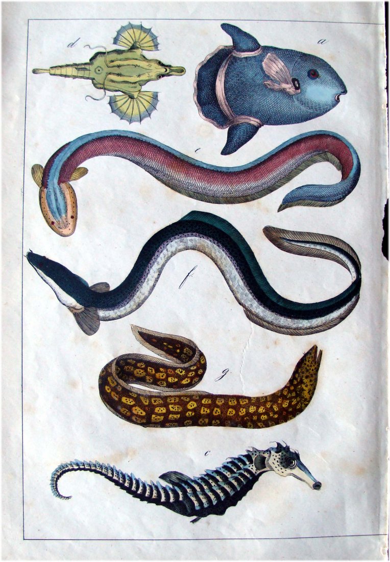 Hand Colored 1795 Engraving Water Eels and Seahorse an: A hand colored c1795 engraving from a fragment of the serial publication : Bertuch, F. J. Bilderbuch fuer Kinder... Weimar: Industrie-Comptoire, 1795-1826. This engraving was hand colored at the time 