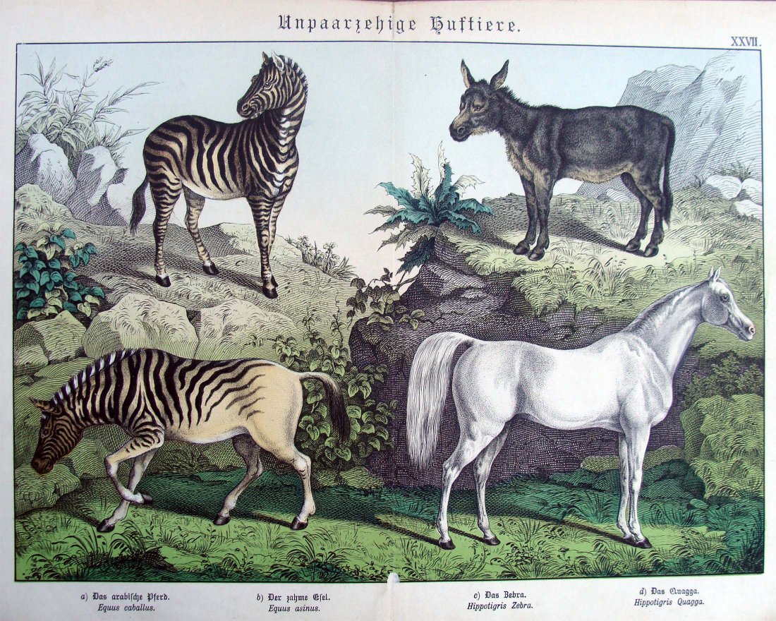 Zebras, Donkey & Horse Natural History 1860 HandColored: Hand Colored Nature Study Engraving, Dimensions 12.5" by 17" B16-103
