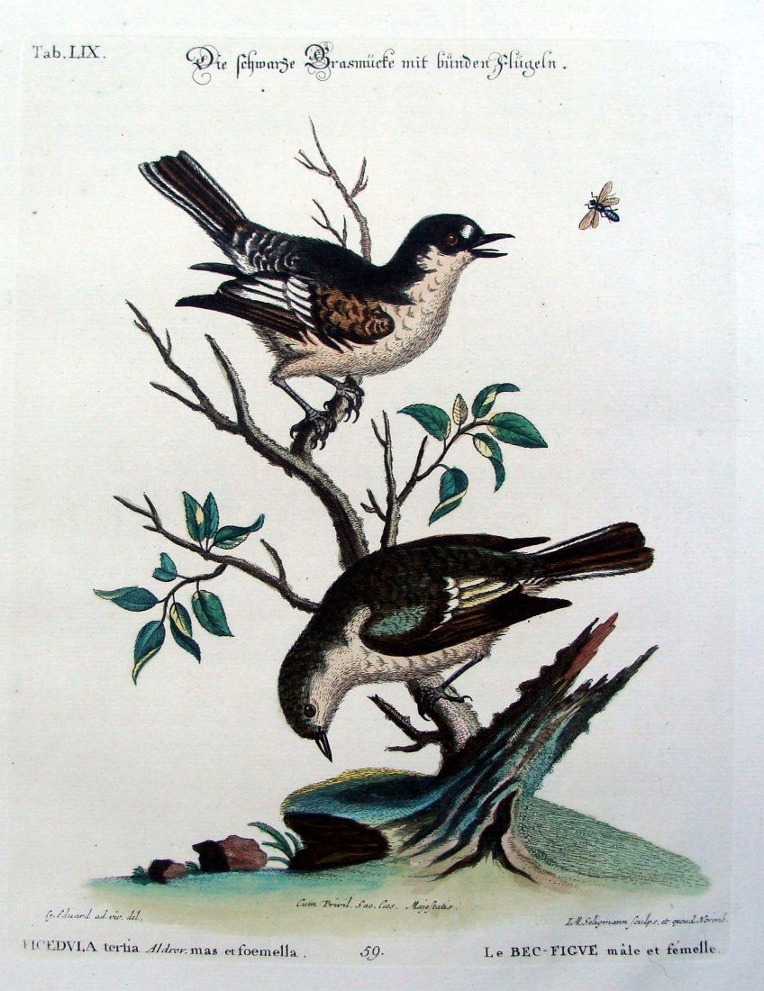 Edwards & Seligmann Pair Birds Le Bec Figue 1770 Engrav: George Edwards (1694-1773) (artist) Johann Sebastian Leitner (1715-1795) (engraver) Johann Michael Seligmann (1720-1762) (editor) A very fine. wide-margined, hand colored copper engraving from a fragm