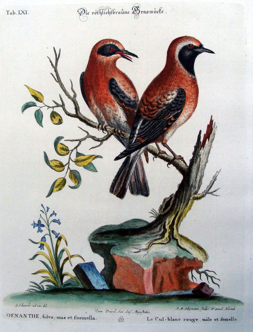 Edwards & Seligmann Birds, Le cul-blanc rouge, 1770 Eng: George Edwards (1694-1773) (artist) Johann Sebastian Leitner (1715-1795) (engraver) Johann Michael Seligmann (1720-1762) (editor) A very fine. wide-margined, hand colored copper engraving from a fragm