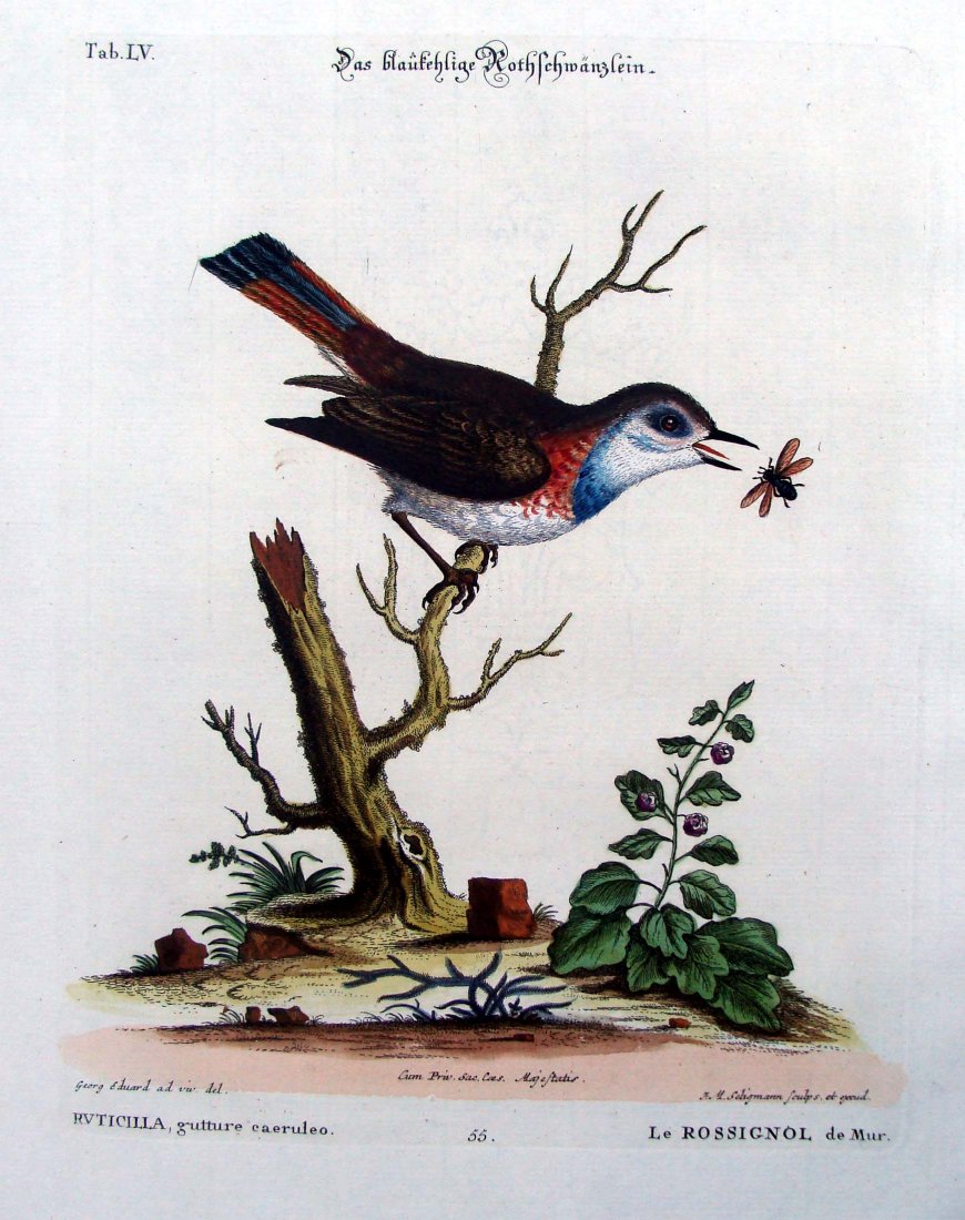Edwards & Seligmann Birds Nightingale 1770 Engraving: George Edwards (1694-1773) (artist) Johann Sebastian Leitner (1715-1795) (engraver) Johann Michael Seligmann (1720-1762) (editor) A very fine. wide-margined, hand colored copper engraving from a fragm