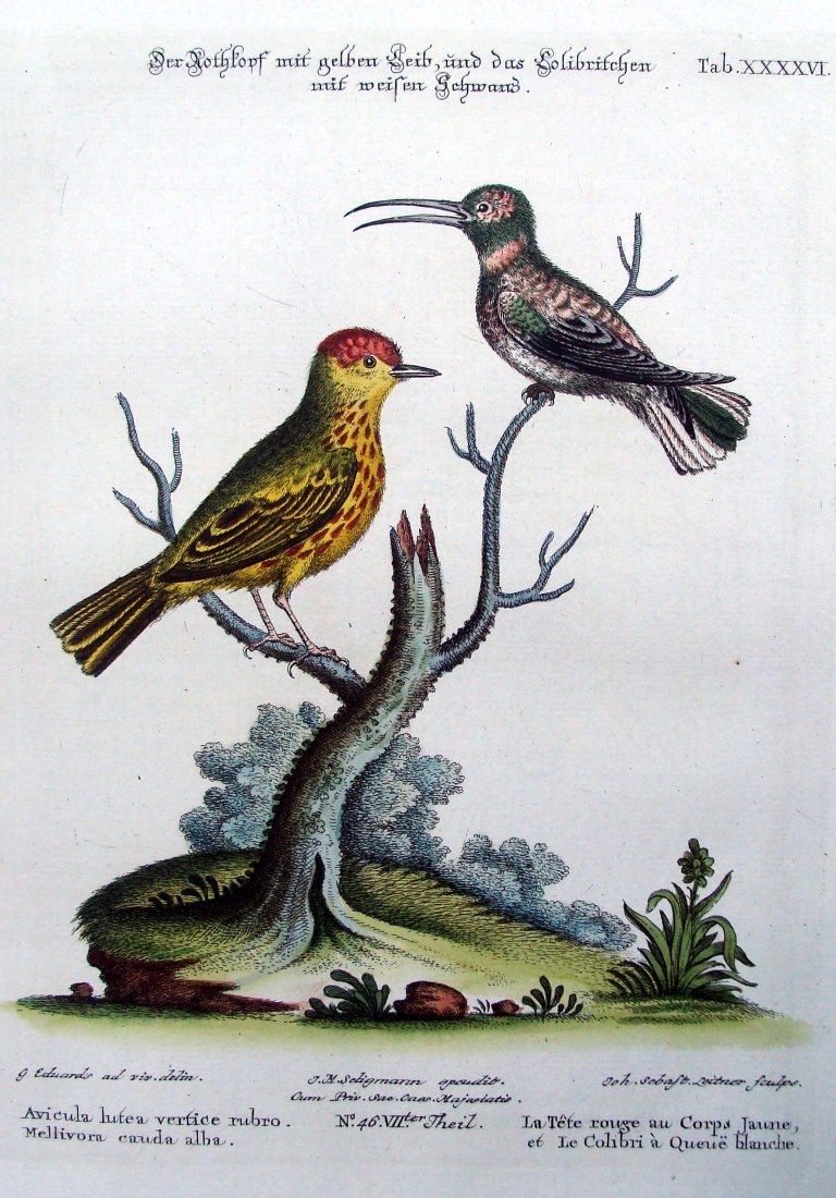 Edwards & Seligmann Birds Purple Flycatcher 1770 Engrav: La tete rouge au corps jaune, George Edwards (1694-1773) (artist) Johann Sebastian Leitner (1715-1795) (engraver) Johann Michael Seligmann (1720-1762) (editor) A very fine. wide-margined, hand colored