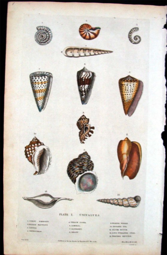 Hand Color Copper Plate Etchings Seashells Study 1787: Dimensions 14.5" by 9" Plate XCVI BK2W44