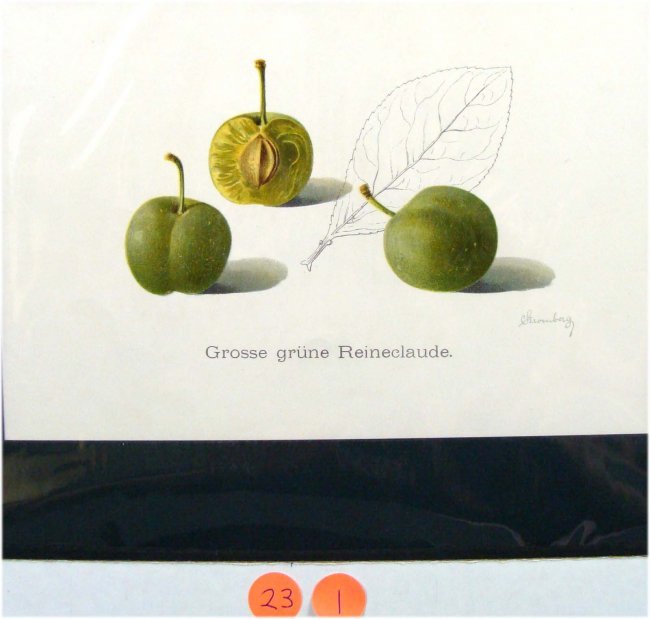 Grosse Grune Reineclaude (plum) 19thC Color Lithograph: Beautiful fine color lithograph, signed Stromberg, Matted Dimensions: 14" by 10", 23-1