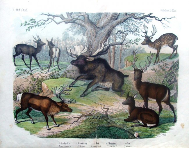 Moose and Deer Natural History 1860 Hand Colored: from a fragment of Schubert, G. H. et al. Naturgeschichte des Tierreichs fuer Schule und Haus Esslingen: Schreiber, c.1880 - Dimensions 16" by 13", B16-109