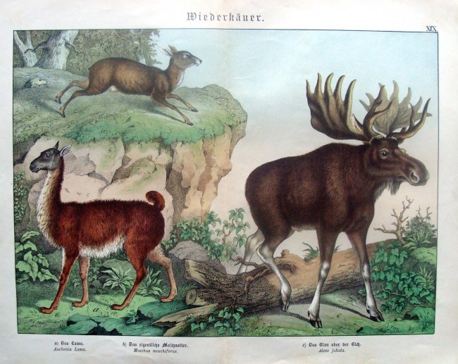 Moose and Llama Natural History 1860 Hand Colored: from a fragment of Schubert, G. H. et al. Naturgeschichte des Tierreichs fuer Schule und Haus Esslingen: Schreiber, c.1880 - Dimensions 16" by 13", B16-115