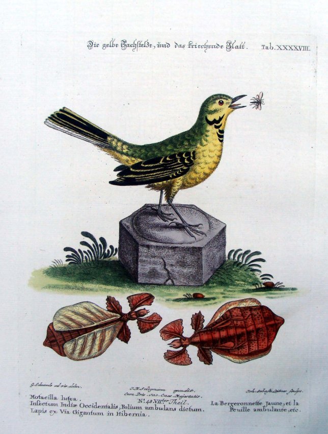 Edwards & Seligmann Yellow Wagtail 1770 Engraving: La Bergeronnette Jaune, George Edwards (1694-1773) (artist) Johann Sebastian Leitner (1715-1795) (engraver) Johann Michael Seligmann (1720-1762) (editor) A very fine. wide-margined, hand colored coppe