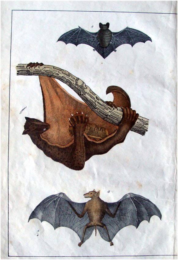 Hand Colored 1795 Engraving Three Bats: A hand colored c1795 engraving from a fragment of the serial publication : Bertuch, F. J. Bilderbuch fuer Kinder... Weimar: Industrie-Comptoire, 1795-1826. This engraving was hand colored at the time 