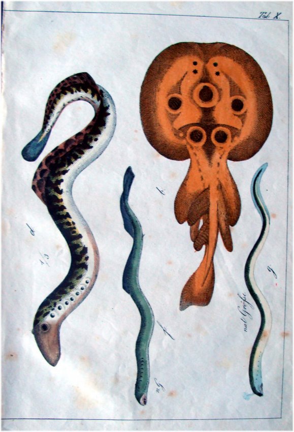 Hand Colored 1795 Engraving Three eels and others: A hand colored c1795 engraving from a fragment of the serial publication : Bertuch, F. J. Bilderbuch fuer Kinder... Weimar: Industrie-Comptoire, 1795-1826. This engraving was hand colored at the time 
