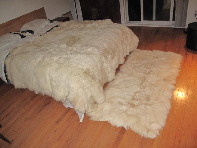 1970 POLAR BEAR BED SPREAD AND CARPET: You are bidding on an original polar bear skinn bead spread fron 1970and carpet in excellent condition.See pictures.No permit is needed because they are from the 1970 period.Perfect por queen size bed