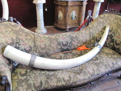 ELEPHANT TUSK: 76 inches long elephant tusk from 1960, about 50 pounds