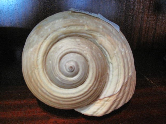 SEA SHELL: Joli coquillage / Nice Sea shell