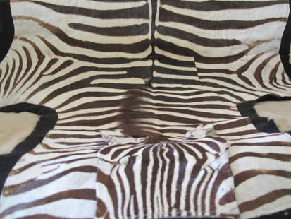 ZEBRA SKIN: Peau de zèbre mesurant 98" X 74" / Zebra skin measuring 98 "X 74"