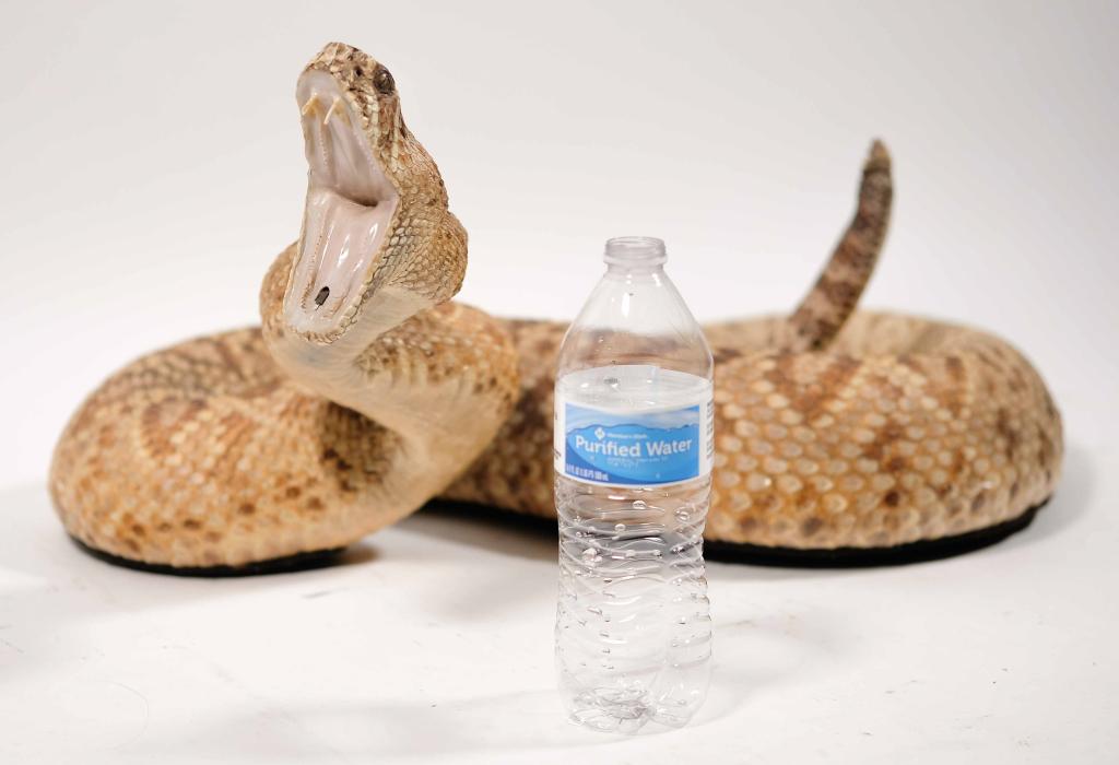 Large Full Body Taxidermy Rattlesnake w/Fangs (1 of 8)