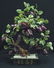 20: Real Jade Apples Tree