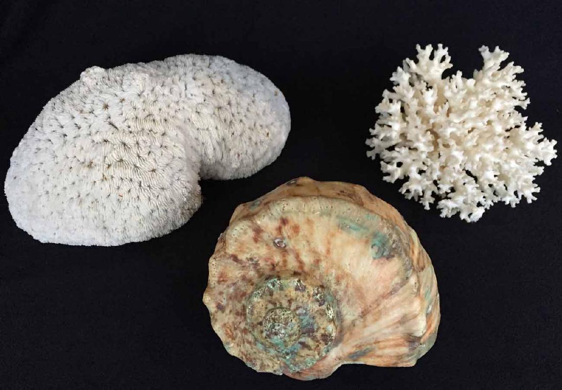 (3pcs) Coral and Shell: (1) Bird's Nest coral, 4"h x 6 1/4"w. (1) Coral formation, 10"l x 5 3/4"w x 5"h. (1) Seashell, 6"w x 4 1/2"h.