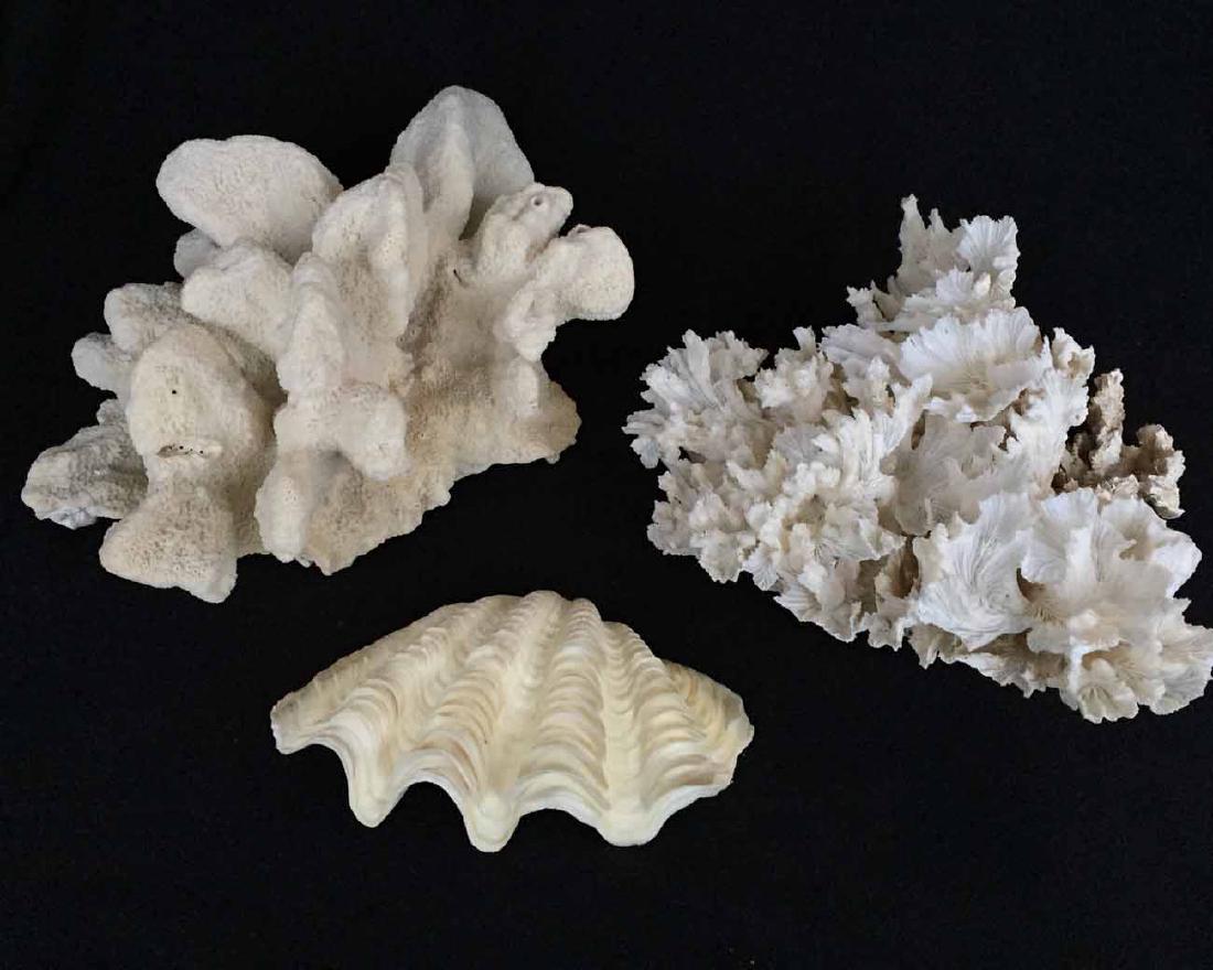 (3pcs) Coral and Shell (1 of 1)
