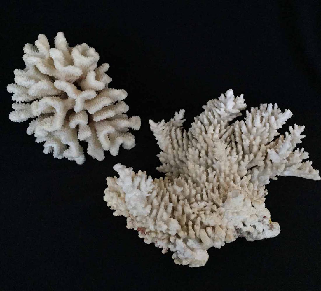 (2pcs) Coral (1 of 1)
