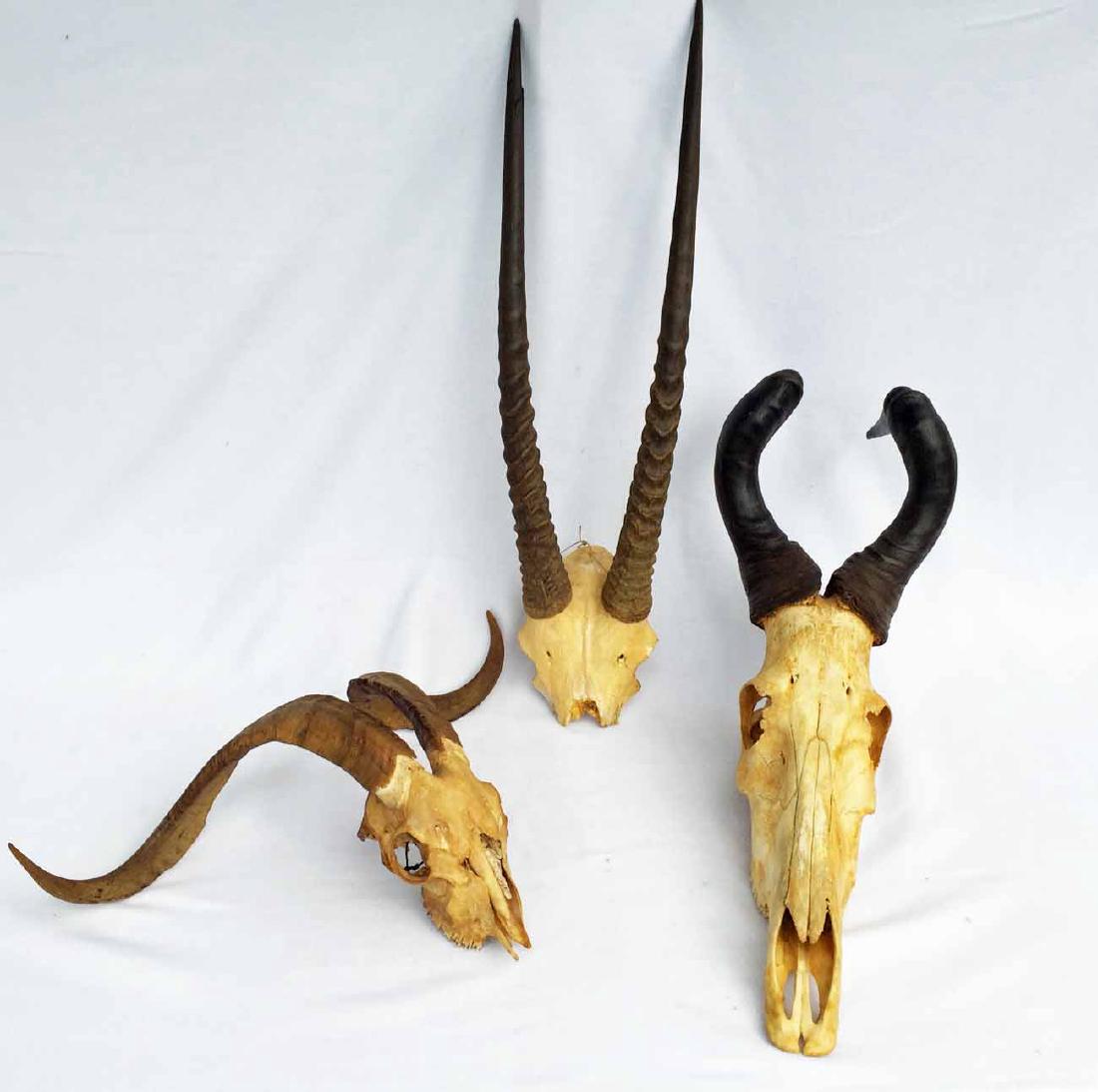 South African Hartebeest, Oryx, Kudu Skulls and Horns (1 of 4)