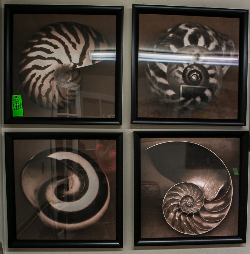 (4) John Kuss Seashell Photographs (1 of 2)