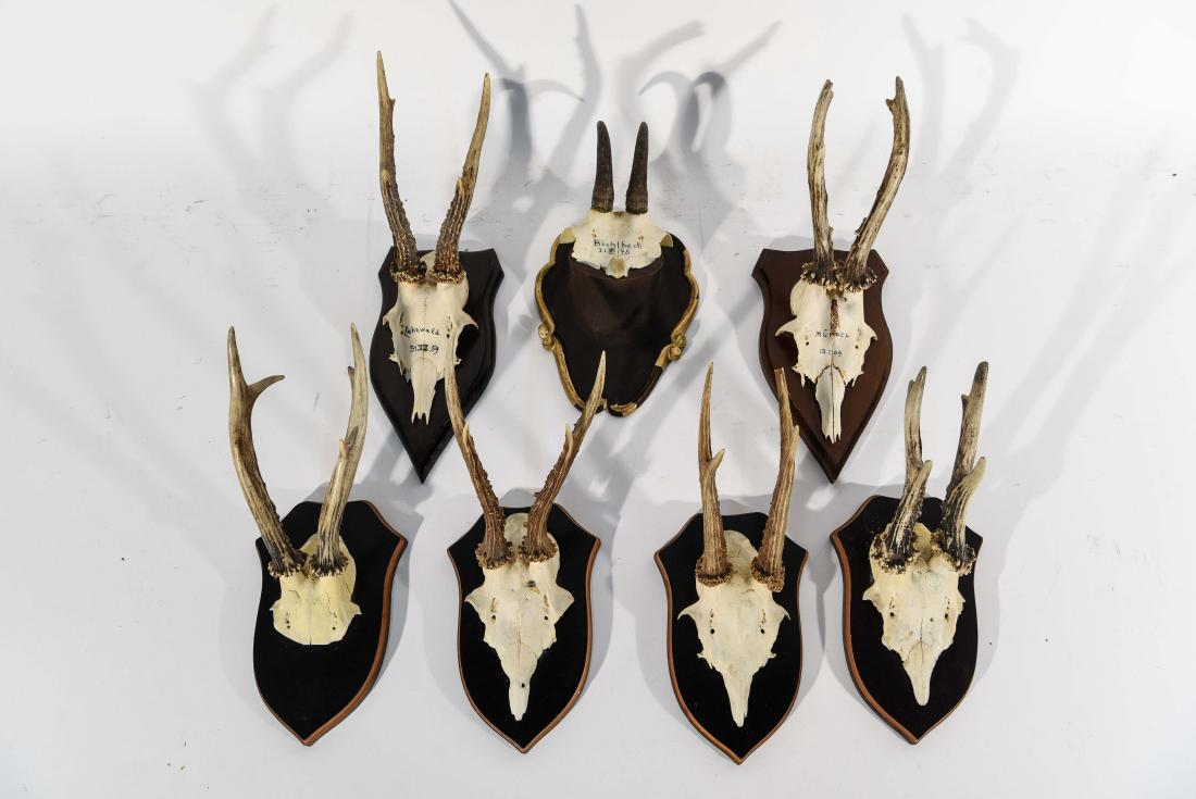 (7) MOUNTED ANTLER GAME TROPHYS (1 of 11)