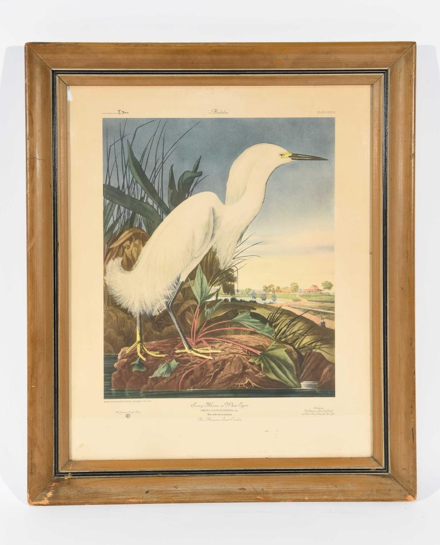 AUDUBON PRINT OF SNOWY HERON WHITE EGRET (1 of 9)