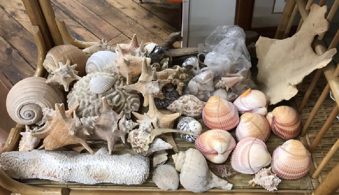 LARGE GROUPING OF SHELLS & CORAL (1 of 4)