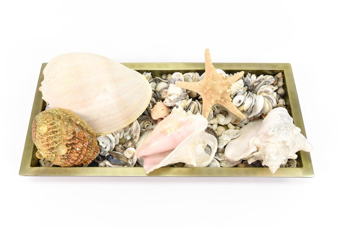 ASSORTED SEASHELL GROUPING (1 of 10)