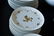 BJORN WIINBLAD FOR ROSENTHAL PORCELAIN SERVICE - 4
