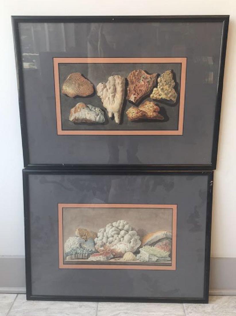 (2) CORAL SPECIMEN ENGRAVINGS (1 of 10)