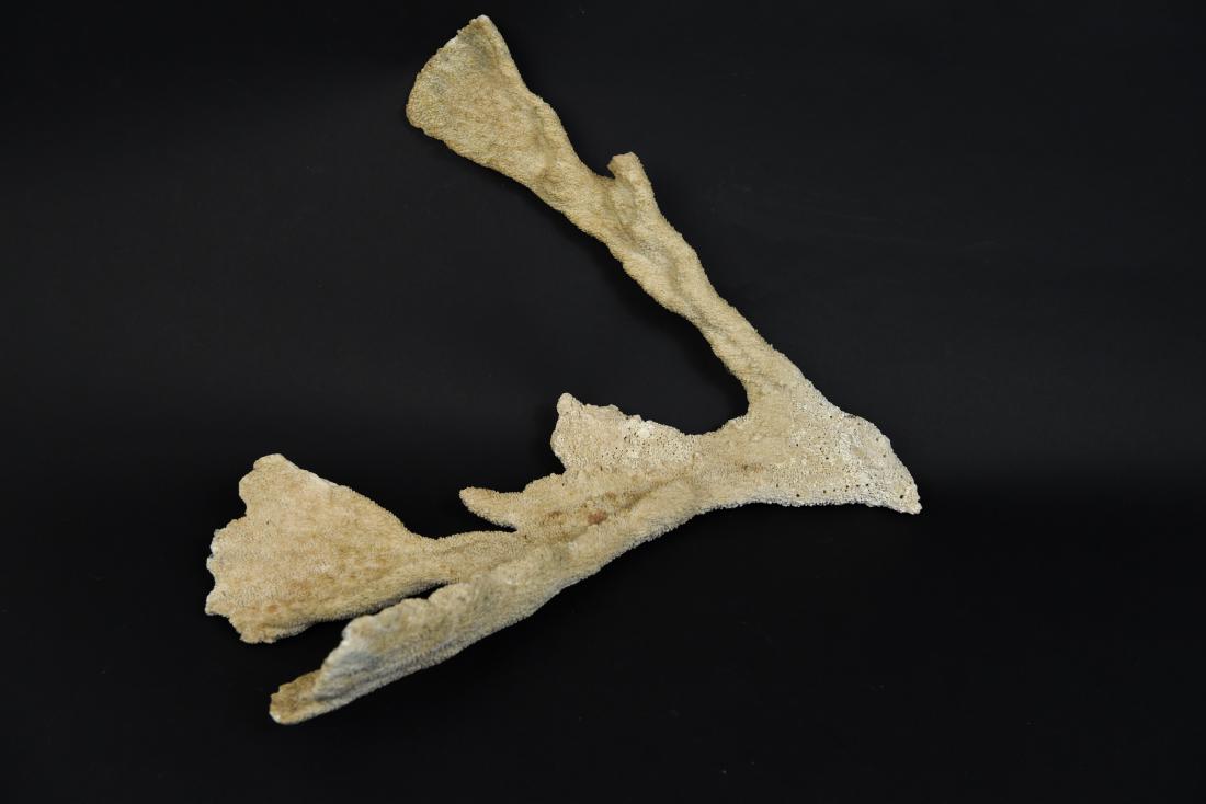 LARGE CORAL SPECIMEN (1 of 7)