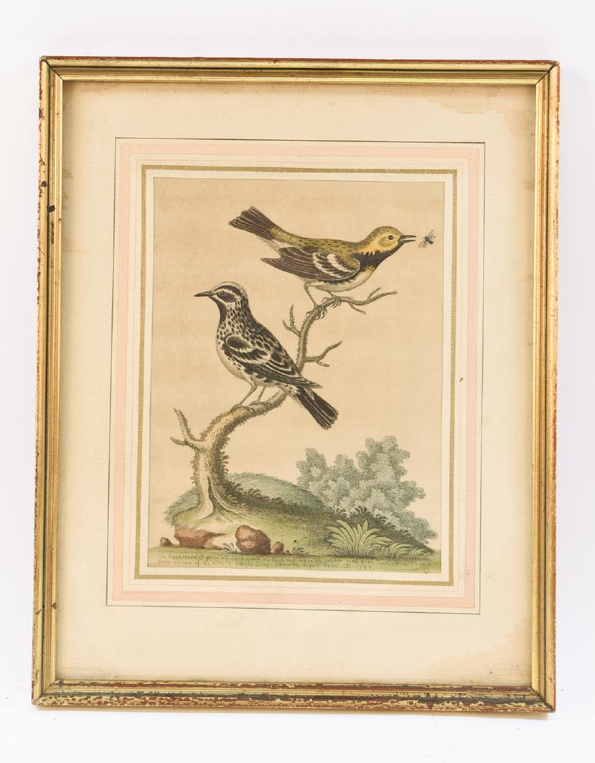 GEORGE EDWARDS HANDCOLORED BIRD ENGRAVING (1 of 8)