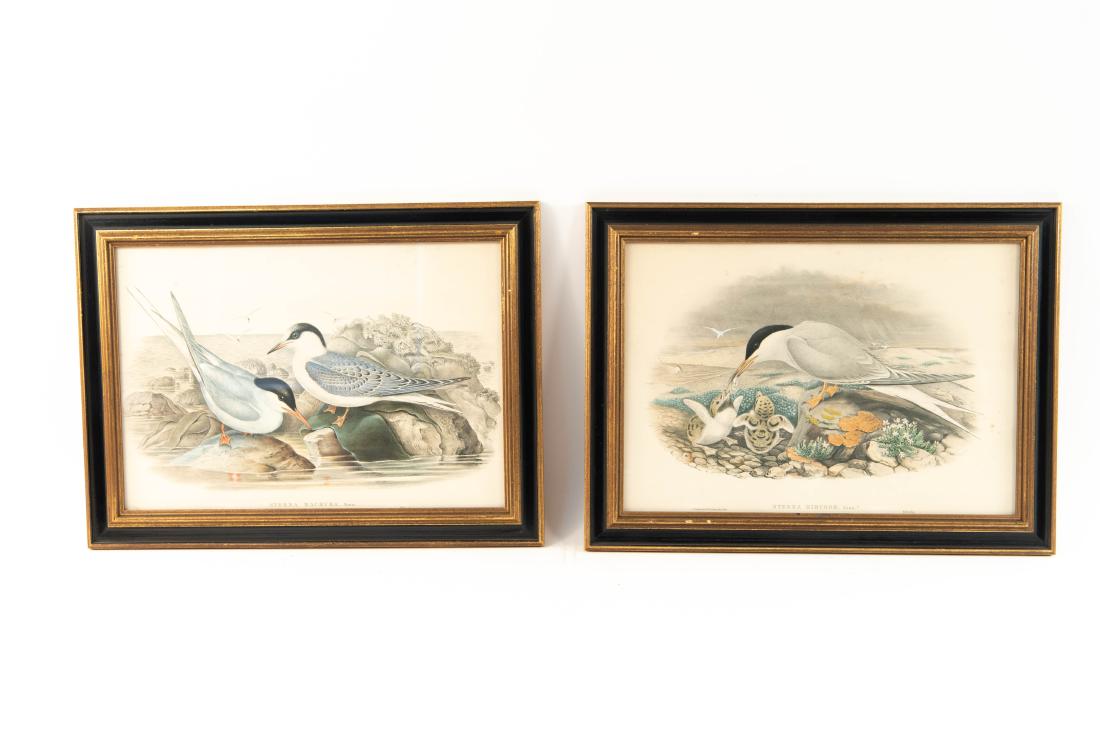 PAIR OF GOULD AND RICHTER GULL PRINTS: Handcolored lithographs. Look to be the original printing. Dimensions: (Frame) H 17.5" x W 23.5", (Sight) H 13.5" x W 19.5" Condition: Unexamined out of frame. Few scattered light spots. Some frame ni