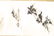 (2) MODERN CHINESE SCROLL PAINTINGS - 19
