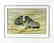 DAVID SHEPARD PRINT OF ZEBRAS