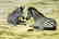 DAVID SHEPARD PRINT OF ZEBRAS - 2