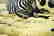 DAVID SHEPARD PRINT OF ZEBRAS - 5