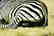 DAVID SHEPARD PRINT OF ZEBRAS - 7