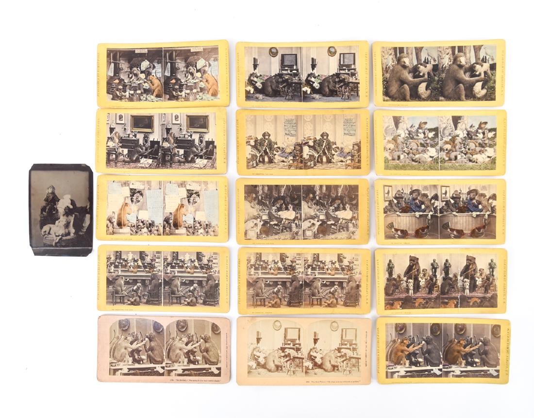 ANTIQUE PHOTOGRAPHS ANIMALS IN HUMAN POSES: Includes: one tintype of monkey and dogs, (14) antique stereo cards featuring animals in human poses. Stereo cards hand colored by Hurts's Stereoscopic Studies of Natural History. Quarter plate tintyp