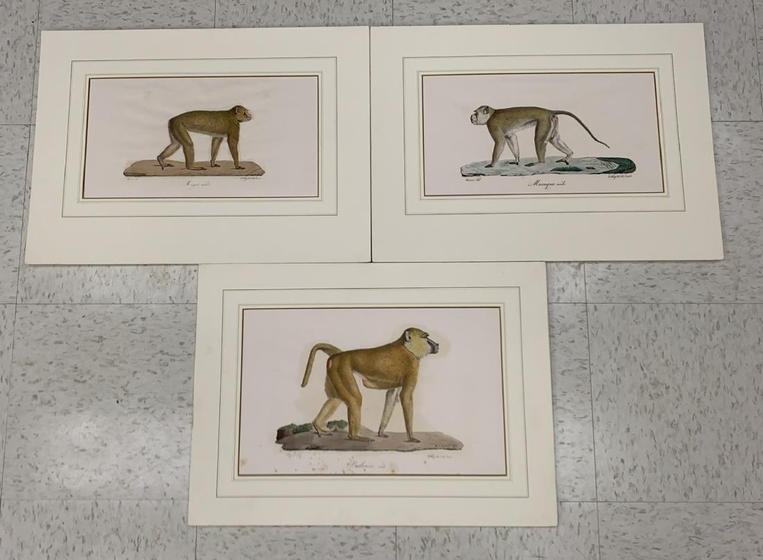 (3) 19TH C. FRENCH COLORED LITHOGRAPHS OF MONKEYS (1 of 8)