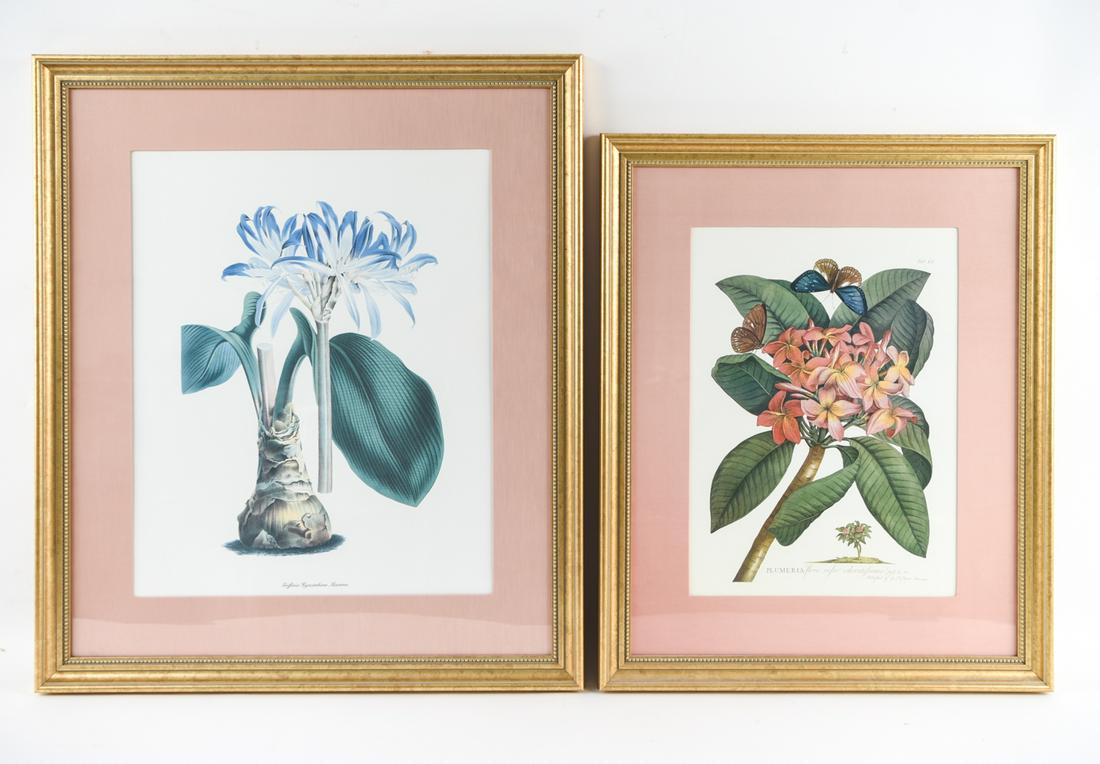 (2) REPRODUCTION BOTANICAL PRINTS (1 of 13)