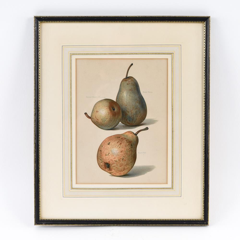 19TH CENTURY CHROMOLITHOGRAPH OF PEARS (1 of 7)